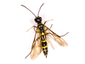 Cephus pygmeus